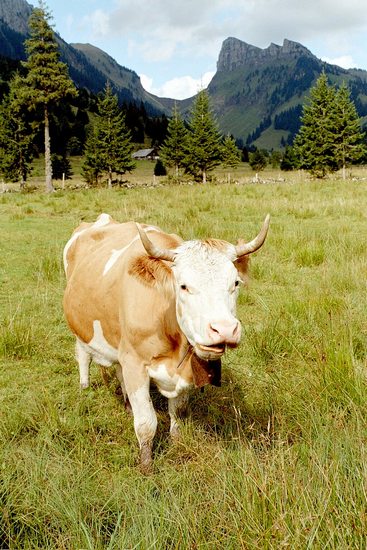 openphotonet_0055_52