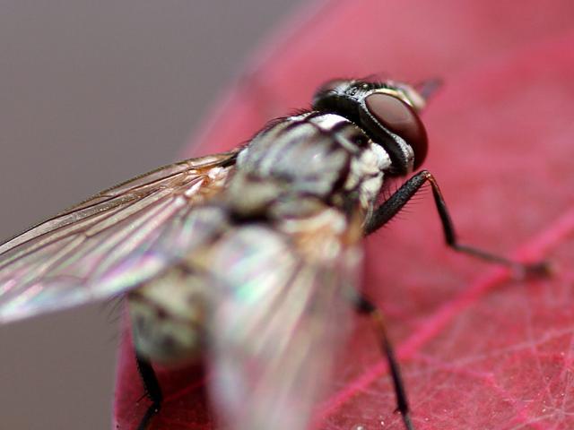 red-leaf-and-housefly